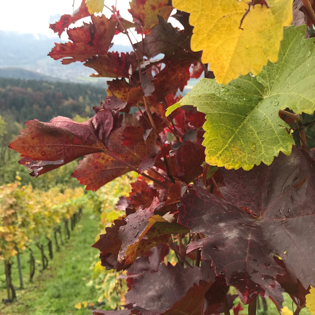 SommerWeinTraum auf Falkenhorst